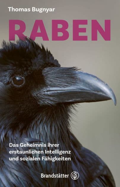 Raben: Das Geheimnis ihrer erstaunlichen Intelligenz und sozialen Fähigkeiten by Thomas Bugnyar