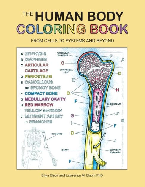 The Human Body Coloring Book: From Cells to Systems and Beyond by Coloring Concepts Inc.