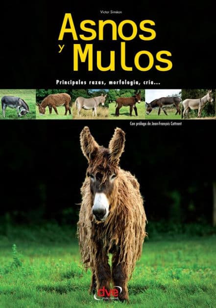 Asnos y mulos by Victor Siméon