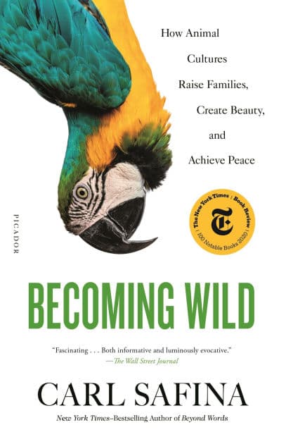 Becoming Wild: How Animal Cultures Raise Families, Create Beauty, and Achieve Peace by Carl Safina