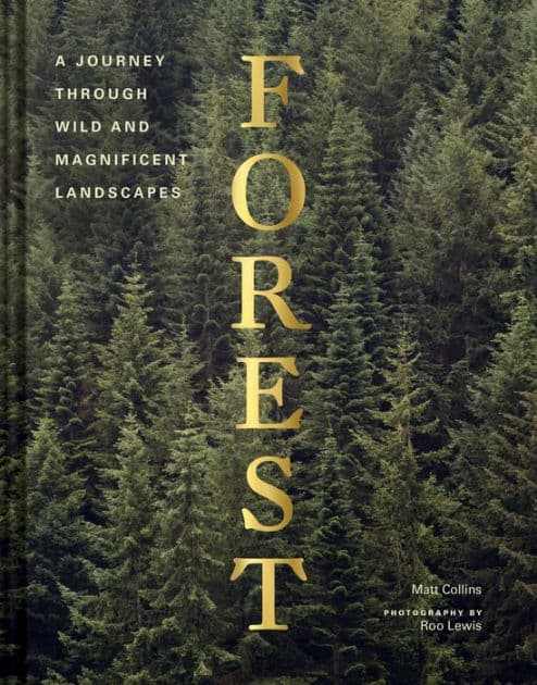 Forest by Collins Matt