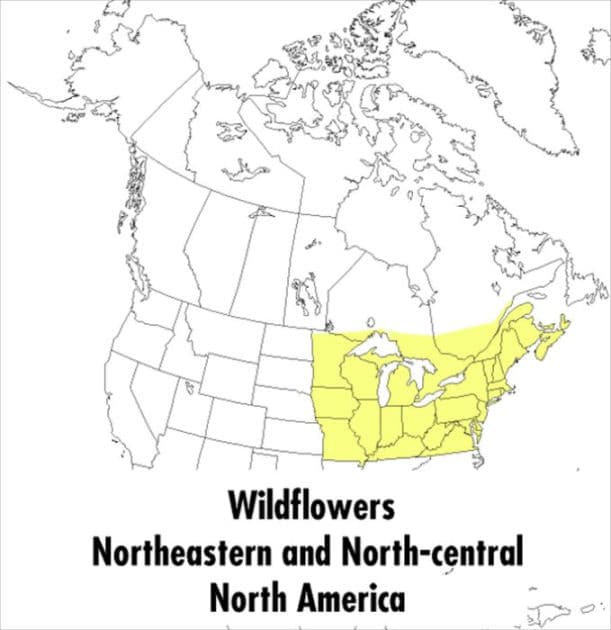 A Peterson Field Guide To Wildflowers: Northeastern and North-central North America by Margaret McKenny