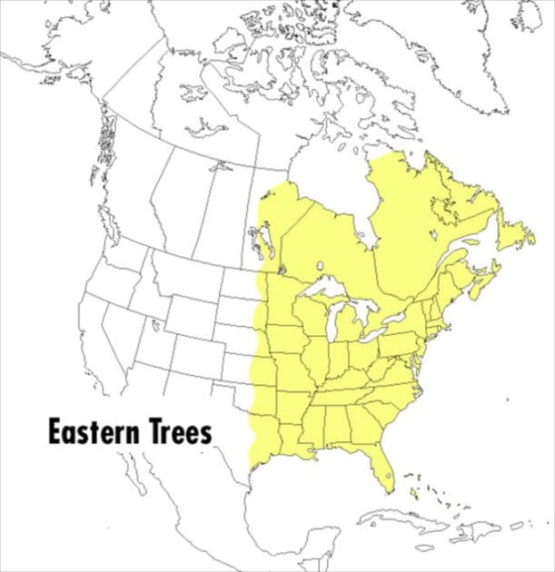 A Peterson Field Guide To Eastern Trees: Eastern United States and Canada, Including the Midwest by Janet Wehr