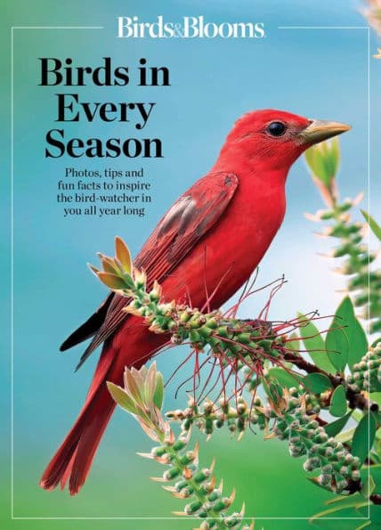 Birds & Blooms Birds in Every Season: Cherish the Feathered Flyers in Your Yard All Year Long by Birds, Blooms