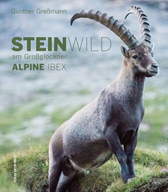 Alpine Ibex: Steinwild am Groï¿½glockner by Gunther Greïmann