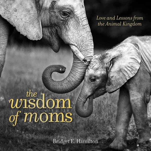 The Wisdom of Moms: Love and Lessons From the Animal Kingdom by Bridget Hamilton