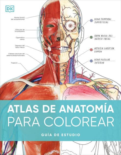 Atlas de anatom?a para colorear (The Human Body Coloring Book): Gu?a de estudio by DK