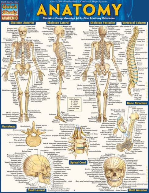 Anatomy: QuickStudy Laminated Reference Guide (QuickStudy Academic) by Vincent Perez