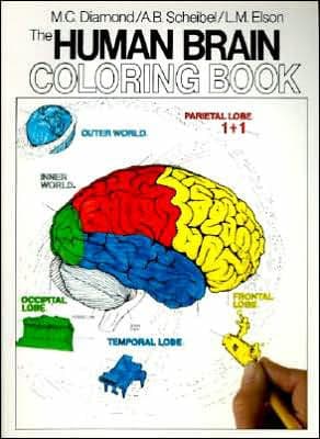 The Human Brain Coloring Book: A Coloring Book by Marian C. Diamond