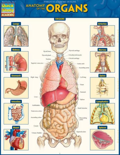 Anatomy of the Organs: QuickStudy Laminated Reference Guide by Vincent Perez