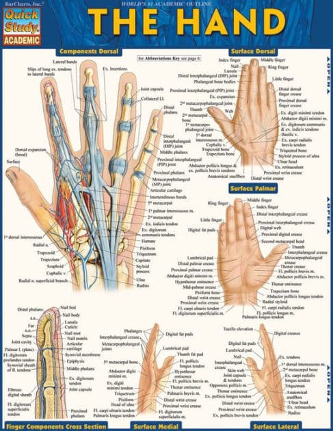 The Hand: QuickStudy Laminated Reference Guide by Vincent Perez