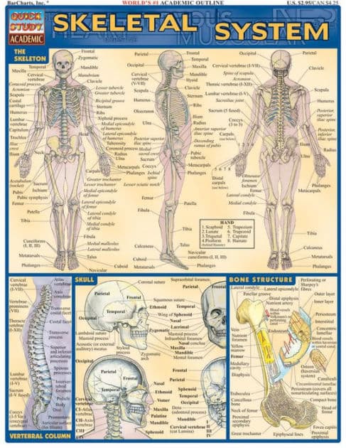 Skeletal System: QuickStudy Laminated Reference Guide by Vincent Perez