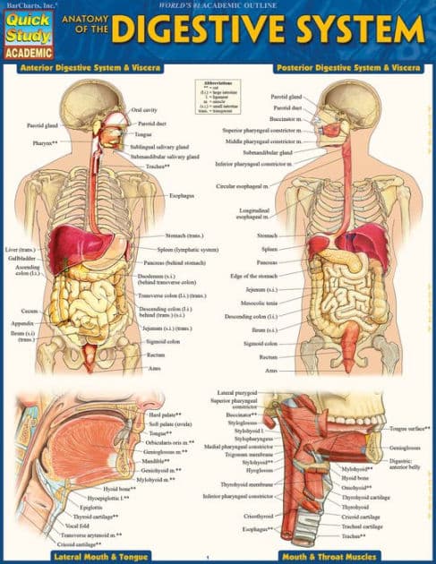 Anatomy of the Digestive System: QuickStudy Laminated Reference Guide by Vincent Perez